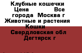 Клубные кошечки › Цена ­ 10 000 - Все города, Москва г. Животные и растения » Кошки   . Свердловская обл.,Дегтярск г.